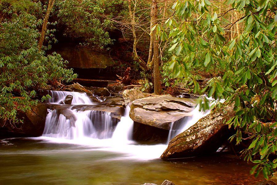 Davidson River — Hatchery Section